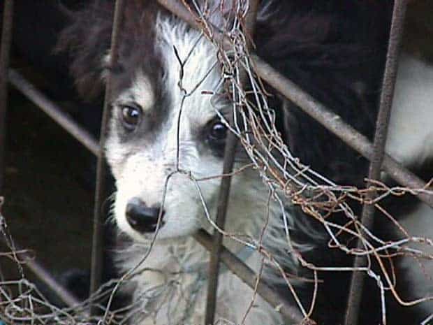 Hund-welpe-augen620