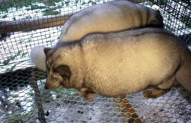 Polarfuchs-Uebergewicht-Farm-Finnland-(c)-VIER-PFOTEN