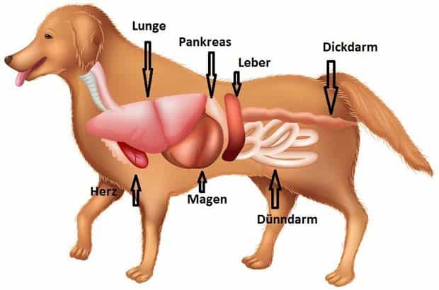 pankreatitisDog620x410