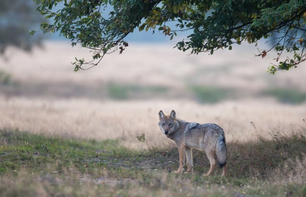 nabu-wolf-juergen-borris620x400