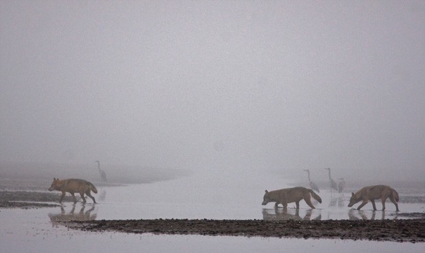 woelfe-im-nebel-jan-noack620x370