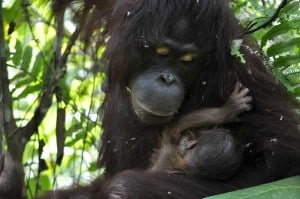 Orang-Utan Mama Signe mit ihrem neugeborenen Baby © VIER-PFOTEN