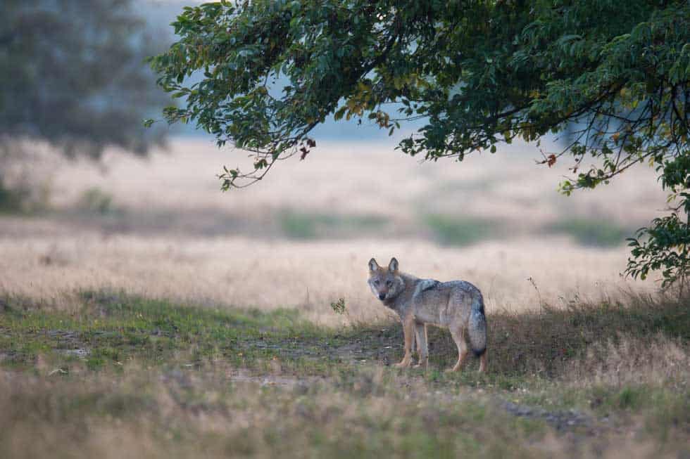 Wolf am frühen Morgen auf dem Truppenübungsplatz Munster Nord in der Lüneburger Heide. Foto: Jürgen Borris