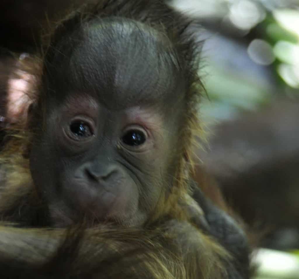 Orang-Utan Mama Signe mit ihrem neugeborenen Baby © VIER-PFOTEN