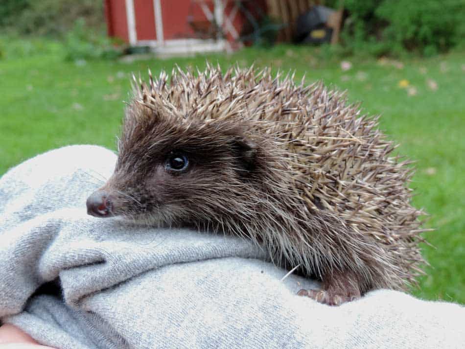 Junger Igel © VIER-PFOTEN Sigrid Frey