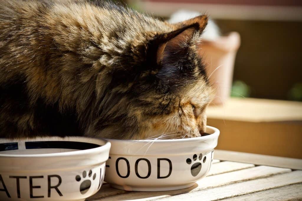 Gesundes Katzenfutter für eine gesunde und glückliche Katze