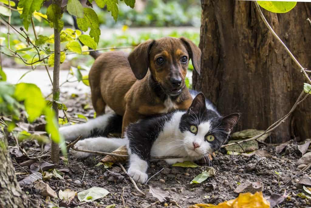 In vielen deutschen Haushalten leben Hund und Katze gemeinsam.